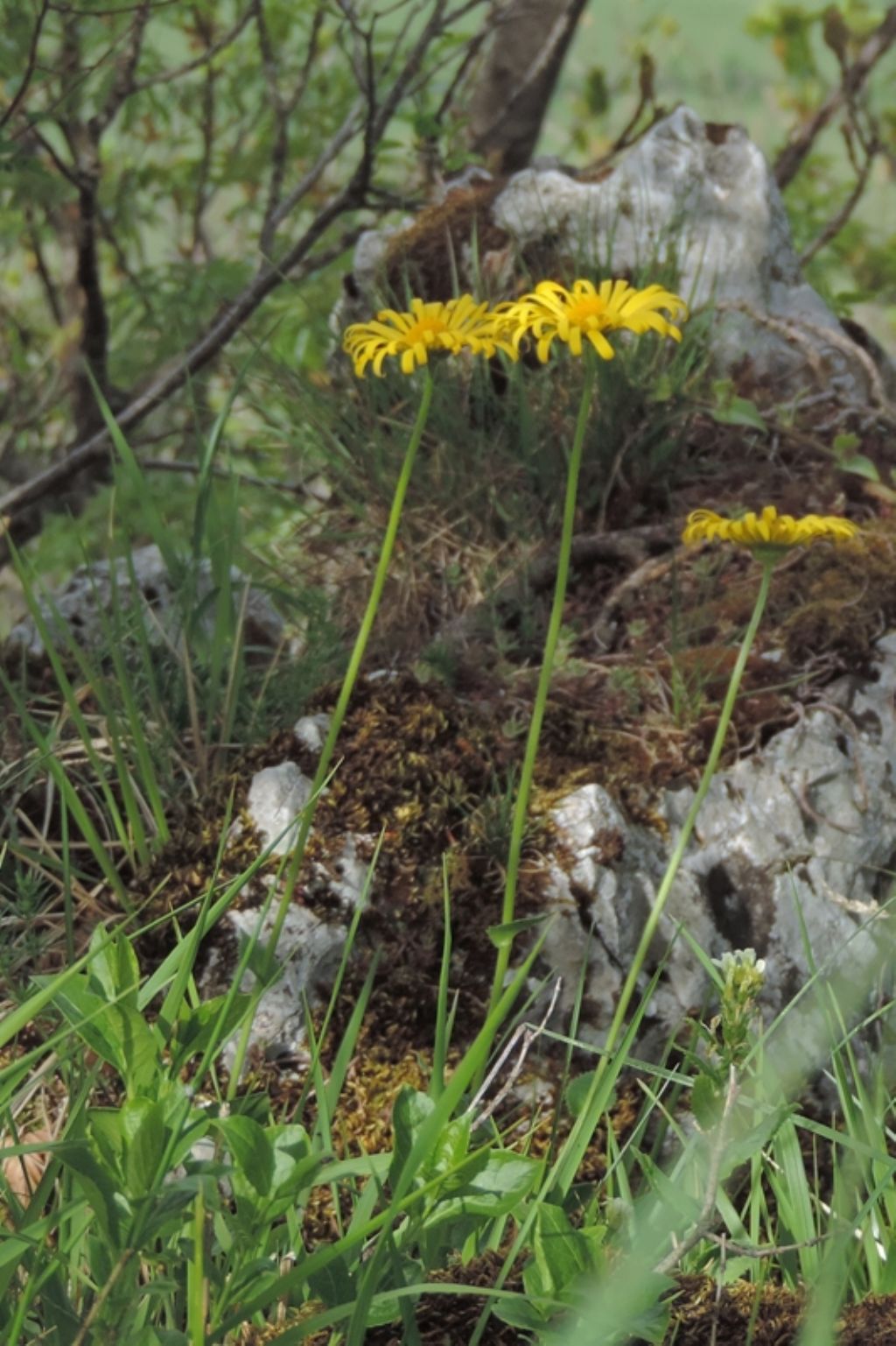 fiore molto alto - Doronicum sp.